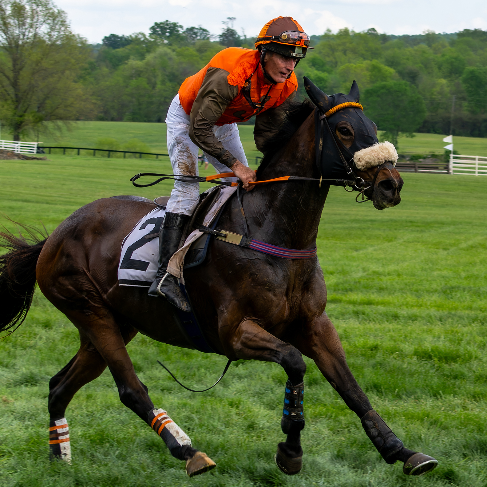 The Virginia Gold Cup